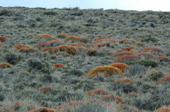 Anarthrophyllum desideratum