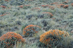 Anarthrophyllum desideratum