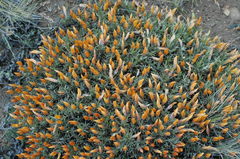 Anarthrophyllum desideratum