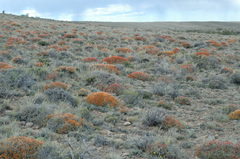 Anarthrophyllum desideratum