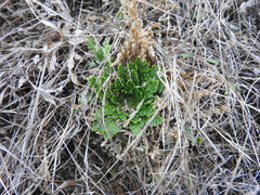Selaginella lepidophylla
