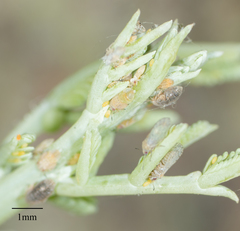 Acizzia acaciaebaileyanae