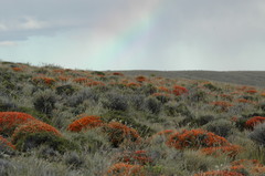 Anarthrophyllum desideratum