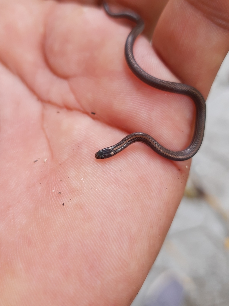 Striped Centipede Snake