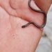 Striped Centipede Snake - Photo (c) Rodrigo Arrazola, some rights reserved (CC BY-NC), uploaded by Rodrigo Arrazola