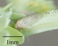 Acizzia acaciaebaileyanae