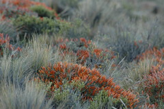 Anarthrophyllum desideratum