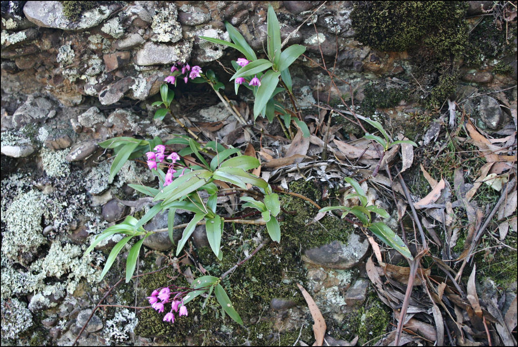 Dendrobium kingianum Bidwill ex Lindl. 2