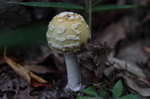 Amanita orientigemmata