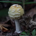 Amanita orientigemmata - Photo (c) harum.koh, osa oikeuksista pidätetään (CC BY-NC-SA), lähettänyt harum.koh