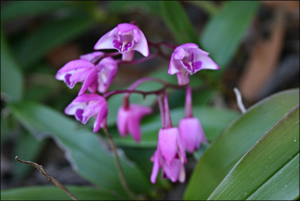 Dendrobium kingianum Bidwill ex Lindl. 3