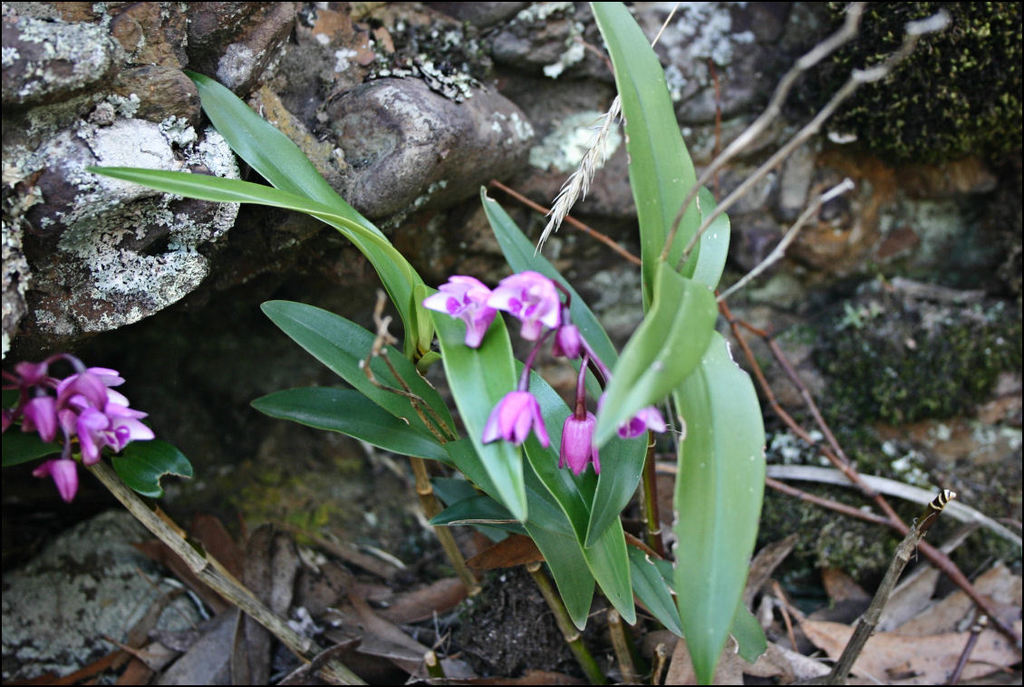 Dendrobium kingianum Bidwill ex Lindl. 4