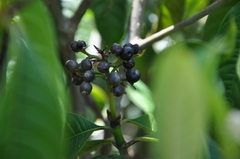 Palicourea violacea