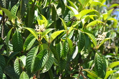 Palicourea violacea