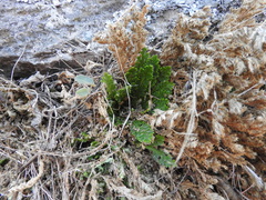 Selaginella lepidophylla