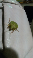 Chlorocoris distinctus