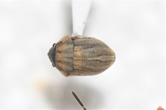 Homaemus parvulus