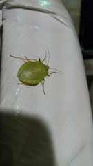 Chlorocoris distinctus