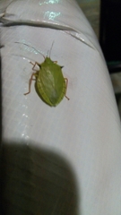 Chlorocoris distinctus