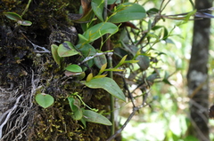 Image of Epidendrum flexuosissimum
