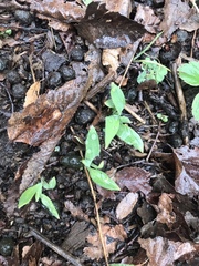Alstroemeriaceae