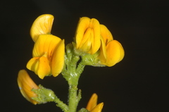 Adesmia boronioides