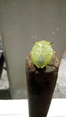 Chlorocoris distinctus