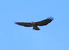 Buteo ventralis
