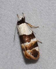 Euphiltra eroticella