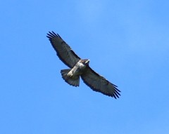 Buteo ventralis