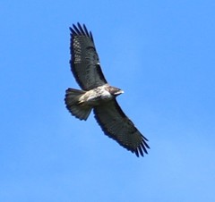 Buteo ventralis