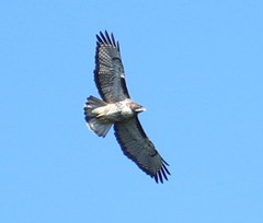 Buteo ventralis