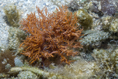 Halymenia