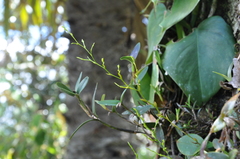 Epidendrum flexuosissimum