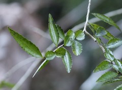 Azara lanceolata