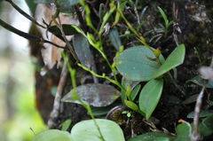 Epidendrum flexuosissimum