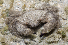 Pilumnus vespertilio