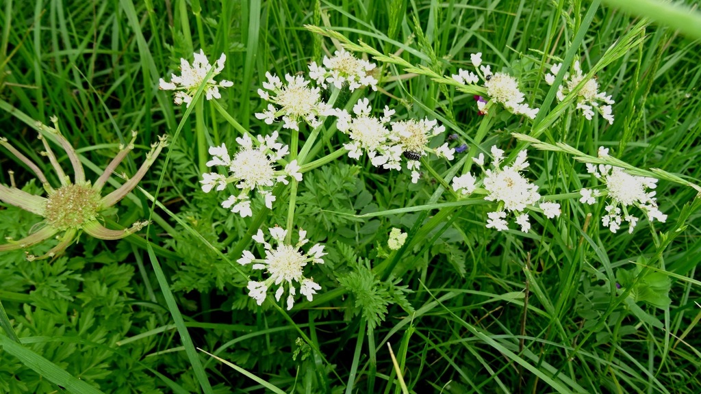 Oenanthe prolifera