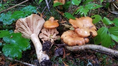 Lactarius olympianus