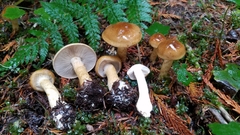 Cortinarius pallidifolius