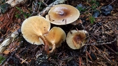 Hygrophoropsis rufa