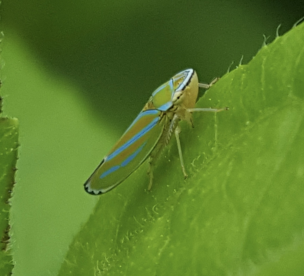 Graphocephala apicata