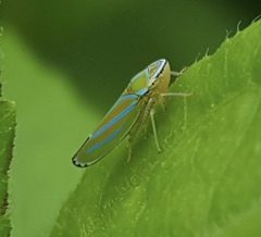 Graphocephala apicata