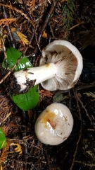 Lactarius pallescens