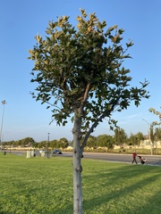 Platanus racemosa