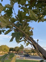 Platanus racemosa