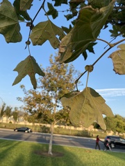 Platanus racemosa