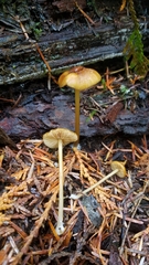 Entoloma formosum