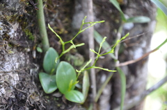 Epidendrum flexuosissimum