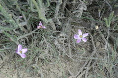 Oxalis laciniata